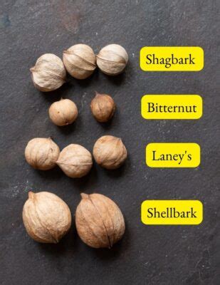 do deer eat peanuts in the shell|pignut vs shagbark hickory.